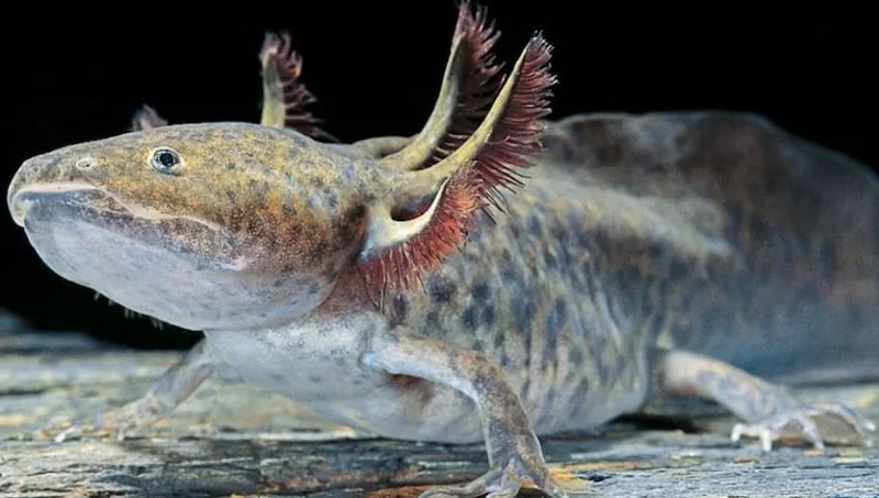 Spanish police confiscate dozens of critically endangered Mexican axolotls
