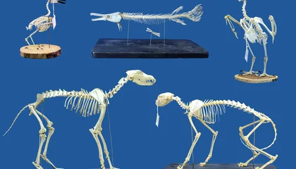 Flesh-Eating 'Superworms' Could Become a New Skeleton-Cleaning Crew for Museum and Research Specimens