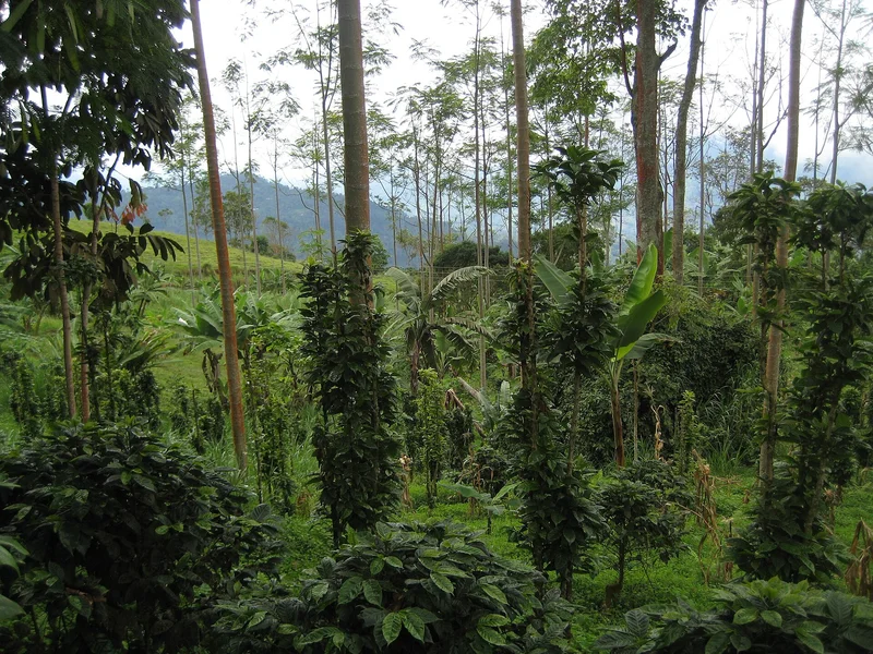 Diana Uribe Brings the Story of Coffee to Panama City on August 6