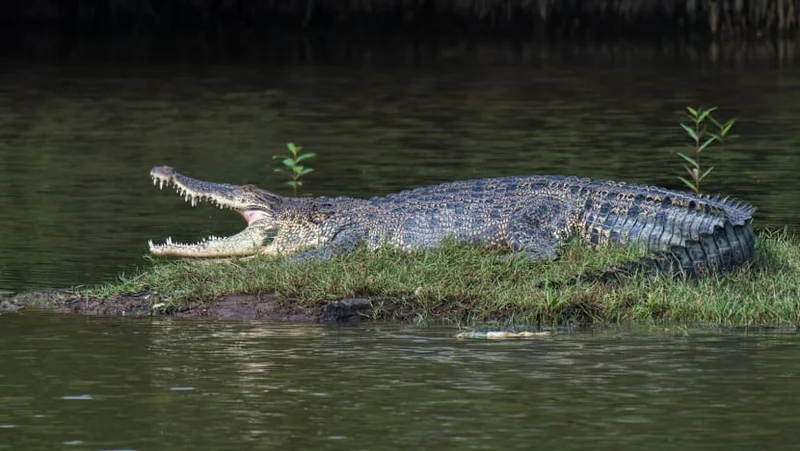 Photo of reported crocodile sighting at Pandan Reservoir found to be fake; police report lodged: PUB