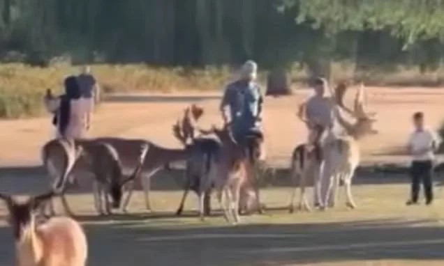 Moment park visitors put their lives on the line by feeding deer - as authorities warn they are wild animals, not pets