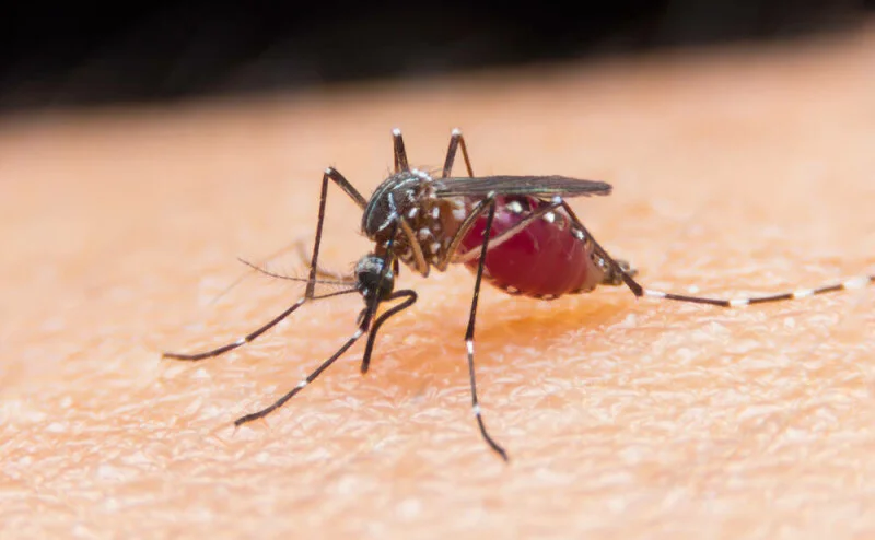 $1K laser mosquito zapper promises precision strikes as backers itch for answers