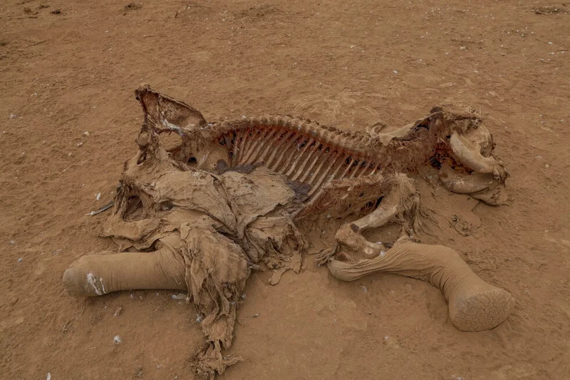 Farmers in Kenya dispute that cyanide poisoning could have killed 15 elephants