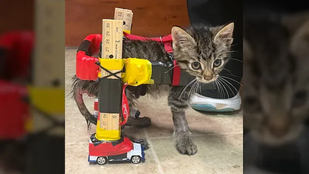 This kitten was too tiny for a wheelchair. So his foster mom made one with Hot Wheels and duct tape