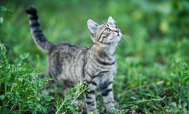 You're taking care of your cat wrong! Scientists claim you SHOULD let your pet roam outside - because it makes them less destructive