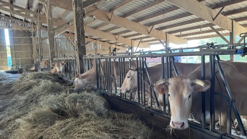 French farmers dip into winter fodder as drought leaves pastures bare