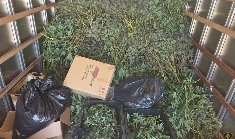 Police seize $1.5M in illegal cannabis from Brampton grow operation