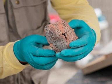 Archaeologists unveil skeletal remains believed to be ritual offering in Peru