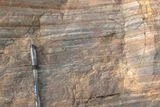 A 3.5-Billion-Year-Old Rock in India May Preserve Carbon Left Behind by Some of Earth&rsquo;s Earliest Microbes