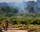 Rare animals threatened as wildfire ravages New Forest heathland