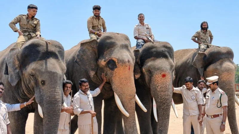 Rising elephant population in Chittoor triggers human-wildlife conflicts