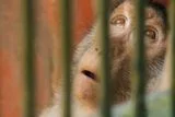 When a Total Solar Eclipse Darkened an Empty Zoo, Macaques Climbed and Zebras Ran