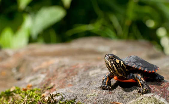 Turtle Sex Determination Just Got a Lot Weirder