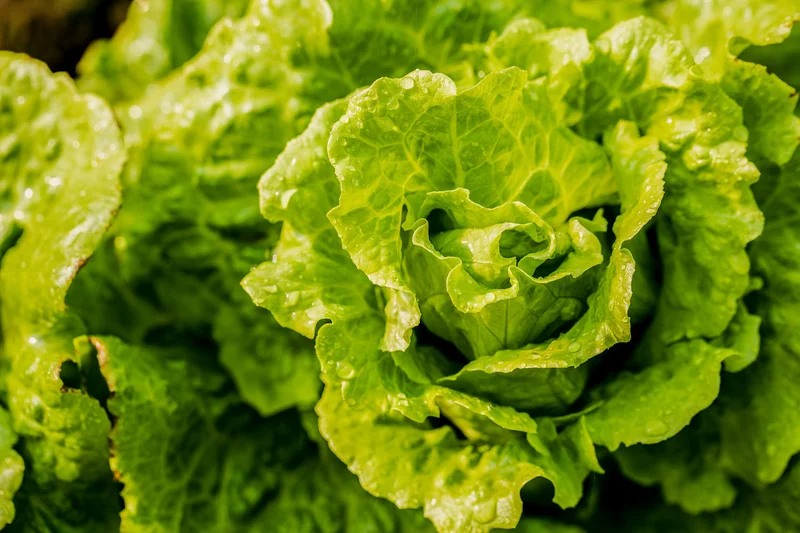 Michigan says salad is safe again as state’s cyclosporiasis cases fall