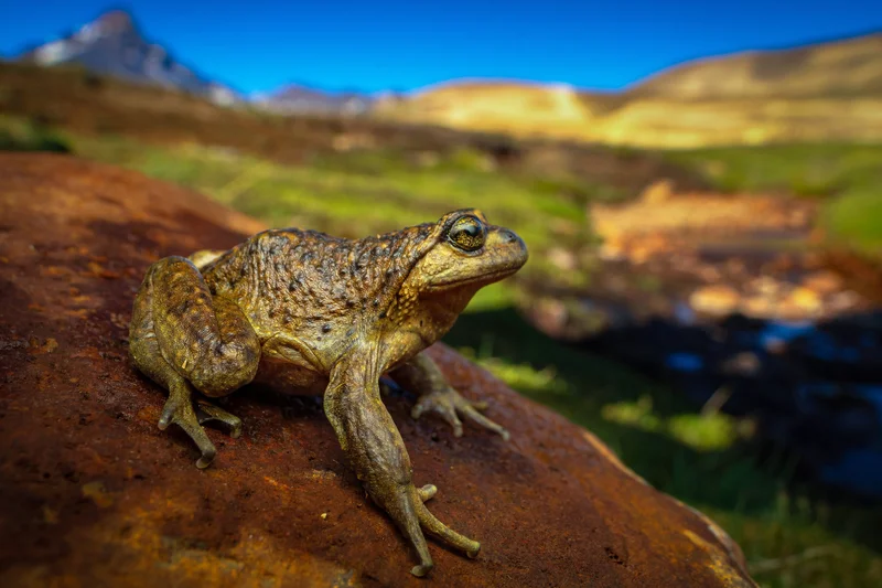 Leonardo DiCaprio joins fight to save endangered Chilean frog from power project