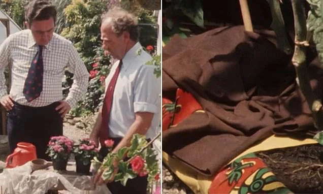 How Britons kept their lawns green during the 1976 heatwave: From covering plants in old clothes to using bathwater and sand... so how many are you still doing today?