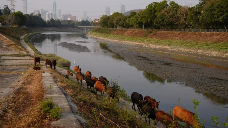 Hong Kong eyes licensing for livestock in New Territories amid urban push