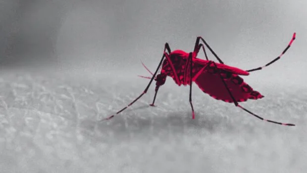 Mandaue dengue cases rise in July 2026