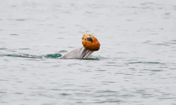 Watch: Australian Dolphin Filmed Catching Fish with Shells