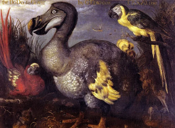 Inside the Not-So-Dumb Head of the Dodo Bird