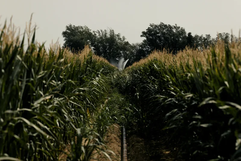 The different fruit and vegetables UK farmers might consider growing due to climate change