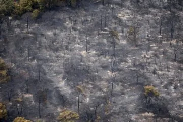 Limburg wildfire wiped out rare juniper shrubland