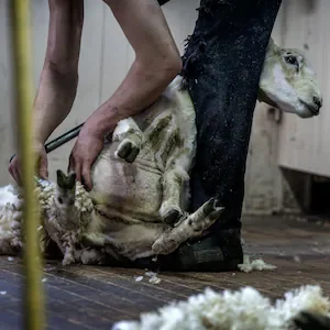 Shearer Dylan George Manthey sentenced after Peta footage of sheep ill-treatment