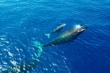 A Slow-Moving Humpback Led a Drone Pilot to One of the Rarest Whale Births Ever Filmed