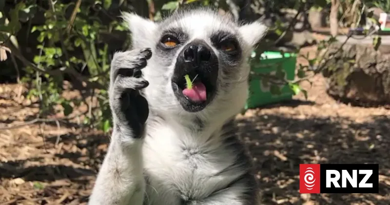 Housing plan stokes fears for 'taonga species' at Christchurch's Willowbank