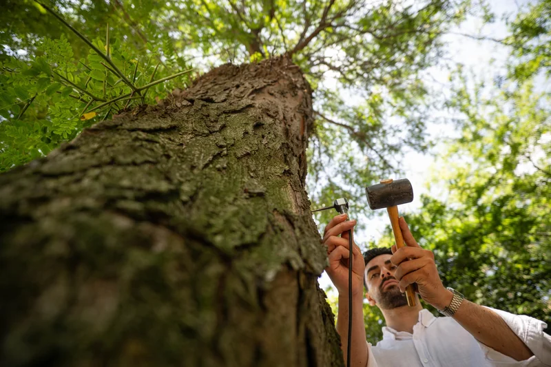 Tree IDs help preserve Istanbul's centuries-old heritage