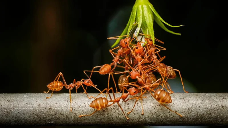 Unlike humans, ants work better in larger groups