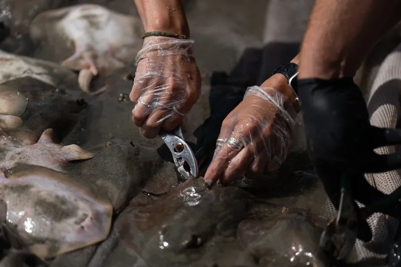 California’s beaches are becoming carpeted with thousands of barbed fish