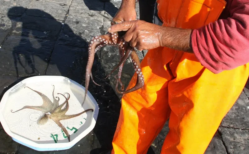 Octopus to the rescue? How Italian scientists are battling invasive blue crabs