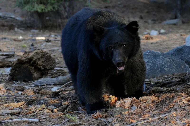 ‘I’m a little sad over my KFC’: Bear bursts into Kentucky woman’s home and steals her dinner