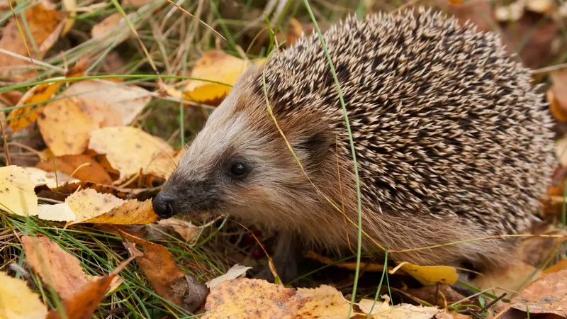 New Zealand introduced hedgehogs for pests; now they threaten native wildlife