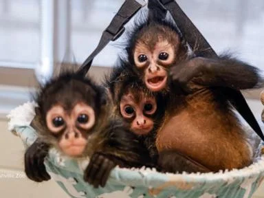 WATCH:  Rescued baby spider monkeys find a new home at the Nashville Zoo