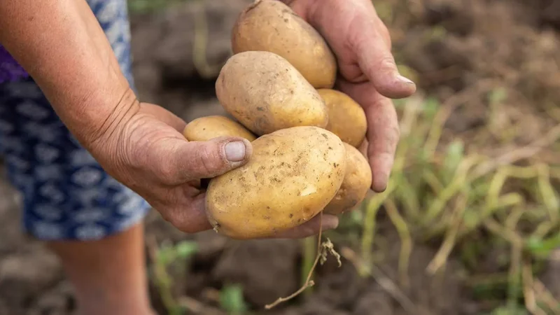 Eating potatoes reshaped the DNA of Indigenous Andeans