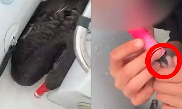 Two private schoolboys are charged after allegedly making a swan smoke a vape and filming the despicable act