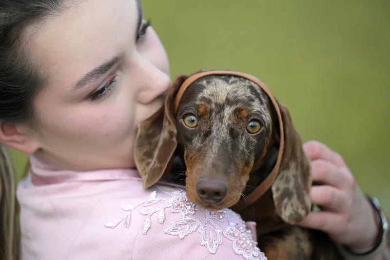 Four science-backed ways to tell if your dog trusts you