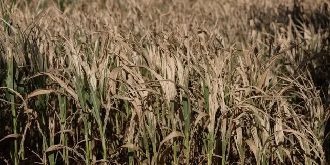 French government announces smallest corn crop since 1980