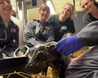 Toronto Zoo announces birth of pygmy hippo calf, third for mother Kindia
