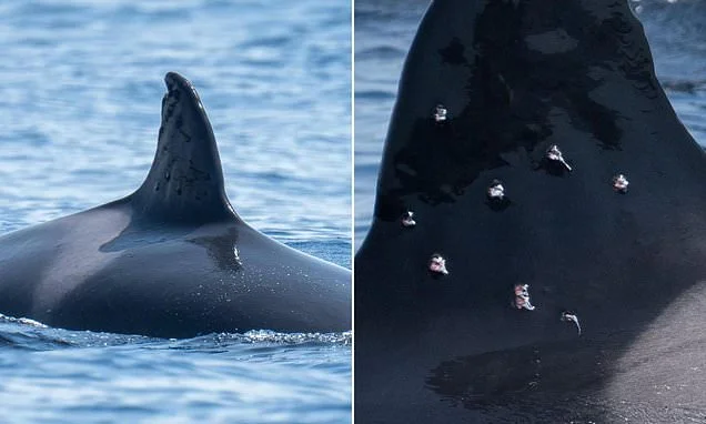 Killer whale is spotted with shotgun pellet wounds off Spain - following spate of orca attacks on yachts