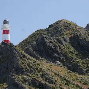 Bird flu: Third H5 case found in northern giant petrel at Cape Palliser