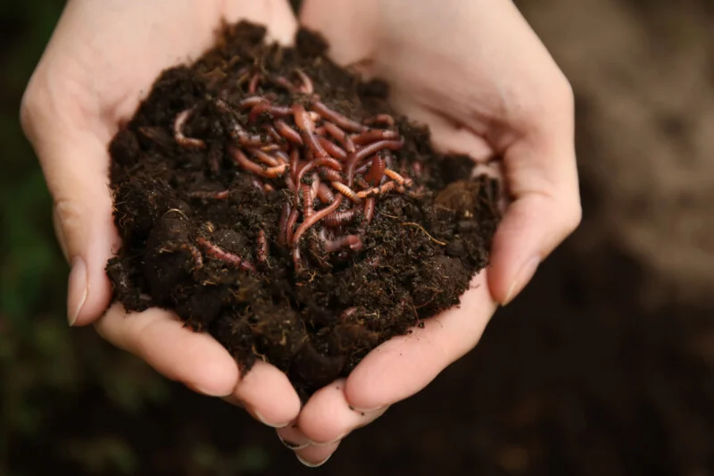 ChainDrop worm crawls into npm supply chain, evades standard defenses