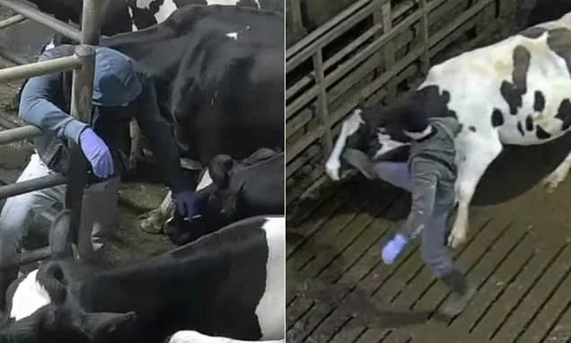 Farm workers 'punched, kicked and stubbed cigarette on cows' at award-winning dairy supplying Tesco and Muller