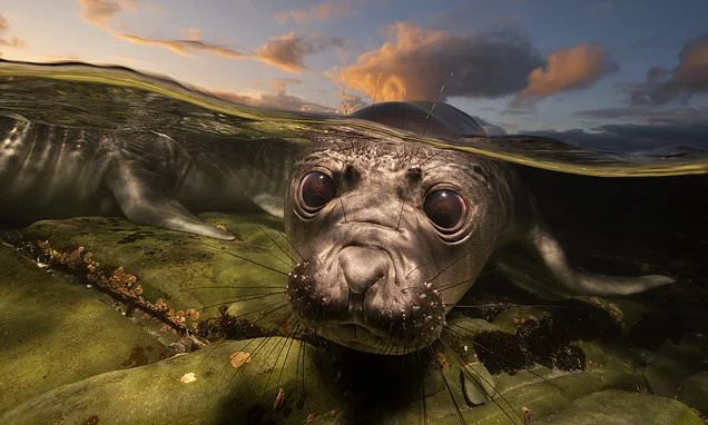 The incredible snaps making a splash: Ocean photographer of the year finalists are revealed