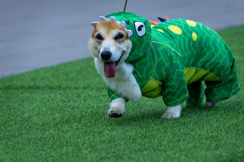 Corgis race, bark and sniff their way to glory at a growing international race