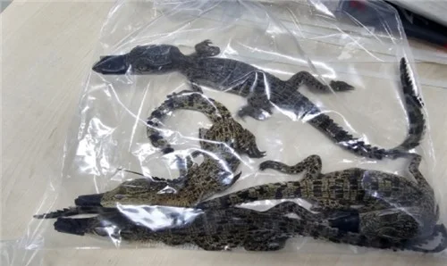 5 indicted in wildlife smuggling ring bust